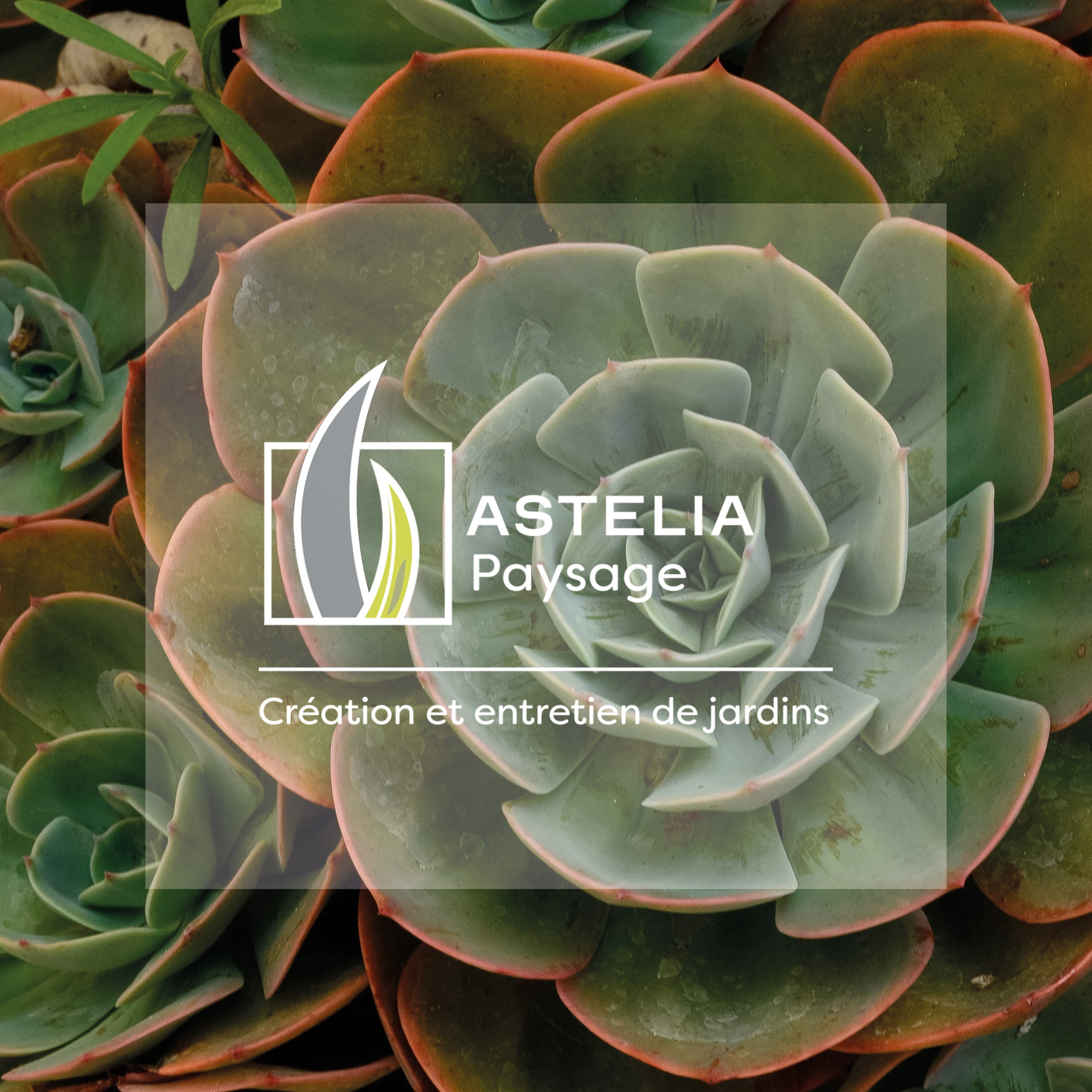 Astelia 19