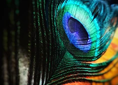 Camaïeu de bleu-vert, teinte hybride évoquant sérénité et sagesse