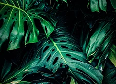 Palette de verts, couleur de la nature, de la croissance et de l'écologie