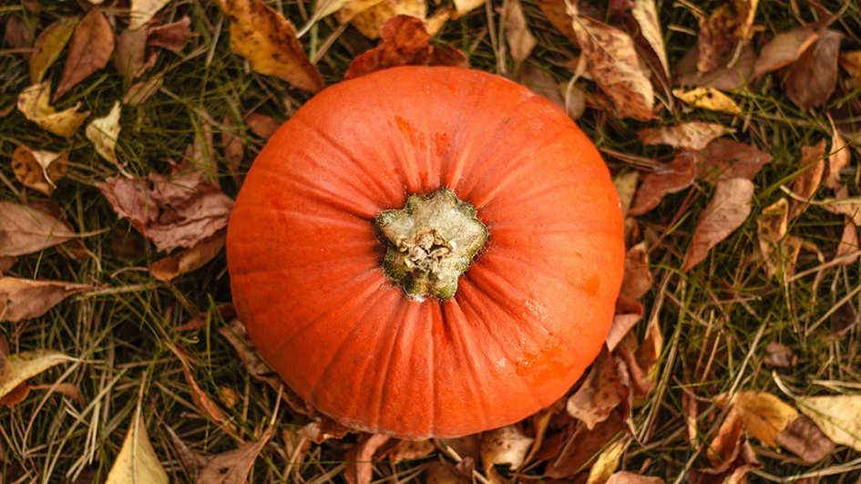 Couleur de l'automne et du feu, le orange est un choix fort pour son identité de marque