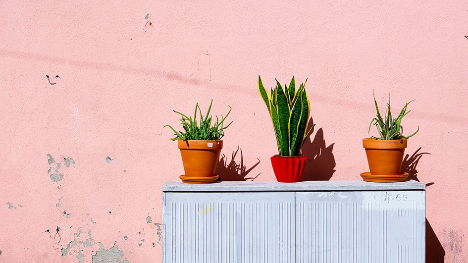 Le rose : un bon choix pour votre charte graphique