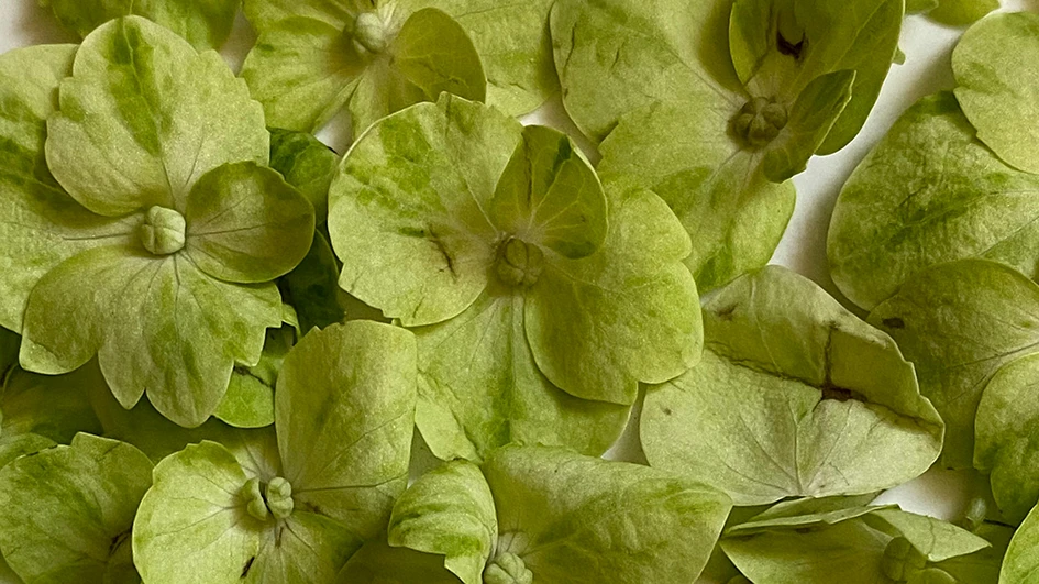 Le vert tendre apporte nature et détente à un spa haut de gamme.