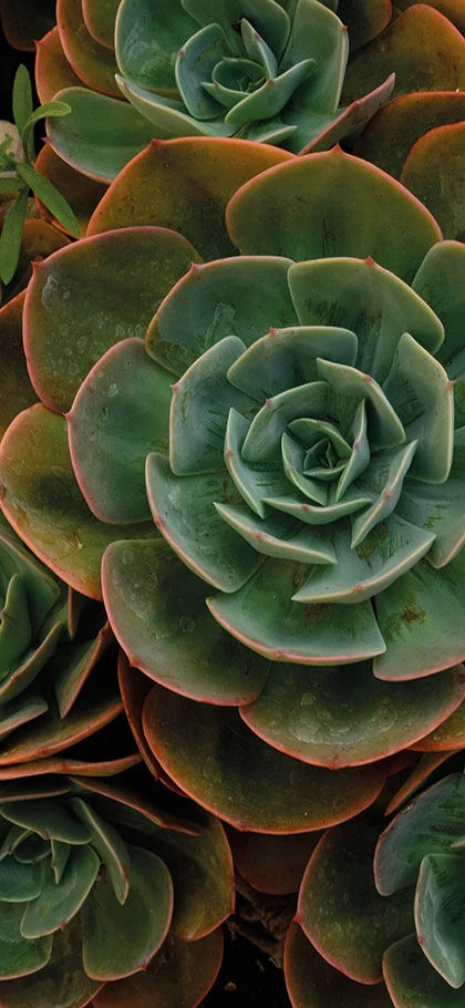 Rosettes de succulentes vert amande aux bords cuivrés, photo végétale reprise sur les flyers d’Astelia paysage