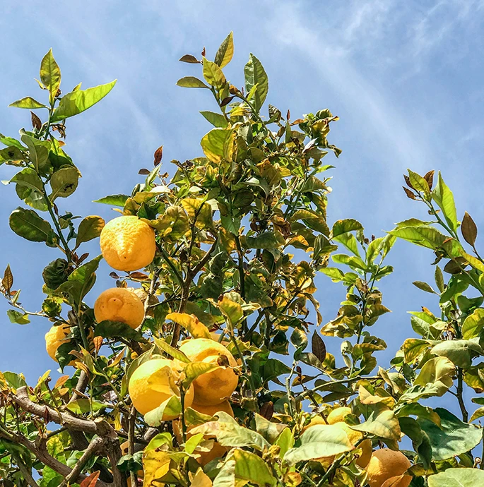 Citronnier chargé de fruits sous un ciel bleu, photo d'inspiration italienne de l'univers de marque Chez Marion